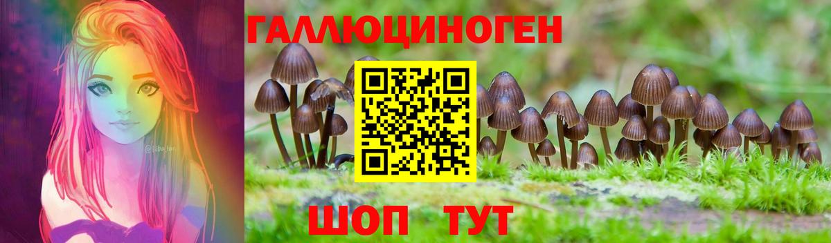 Галлюциногенные грибы Psilocybe Осинники